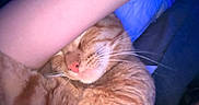 Milo is registered to the contest to win money with this photo: cat, orange_tabby, sleeping, arm, human, close_up, indoor, cozy, resting, pet, feline, fur, whiskers, pink_nose, relaxed, cuddle, companion, comfort, pillow, blanket