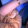 cat, orange_tabby, sleeping, arm, human, close_up, indoor, cozy, resting, pet, feline, fur, whiskers, pink_nose, relaxed, cuddle, companion, comfort, pillow, blanket