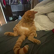 Milo joined the competition — help win amazing prizes! cat, ginger_cat, bed, blanket, pillow, indoor, furniture, closet, clothes, relaxed, sitting, orange, striped, tail, cozy, pet, animal, feline, resting, home