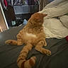 cat, ginger_cat, bed, blanket, pillow, indoor, furniture, closet, clothes, relaxed, sitting, orange, striped, tail, cozy, pet, animal, feline, resting, home