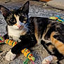 cat, kitten, calico, toy, caterpillar, carpet, indoor, pet, animal, cute, whiskers, paw, playful, relaxed, fur, closeup, young, domestic, mammal, curious