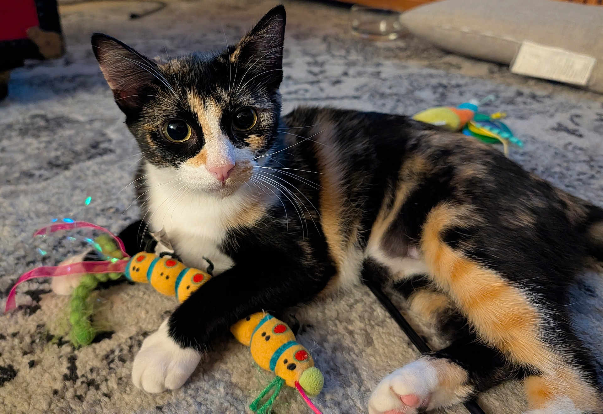 Beatrix is registered to the contest to win money with this photo: cat, kitten, calico, toy, caterpillar, carpet, indoor, pet, animal, cute, whiskers, paw, playful, relaxed, fur, closeup, young, domestic, mammal, curious