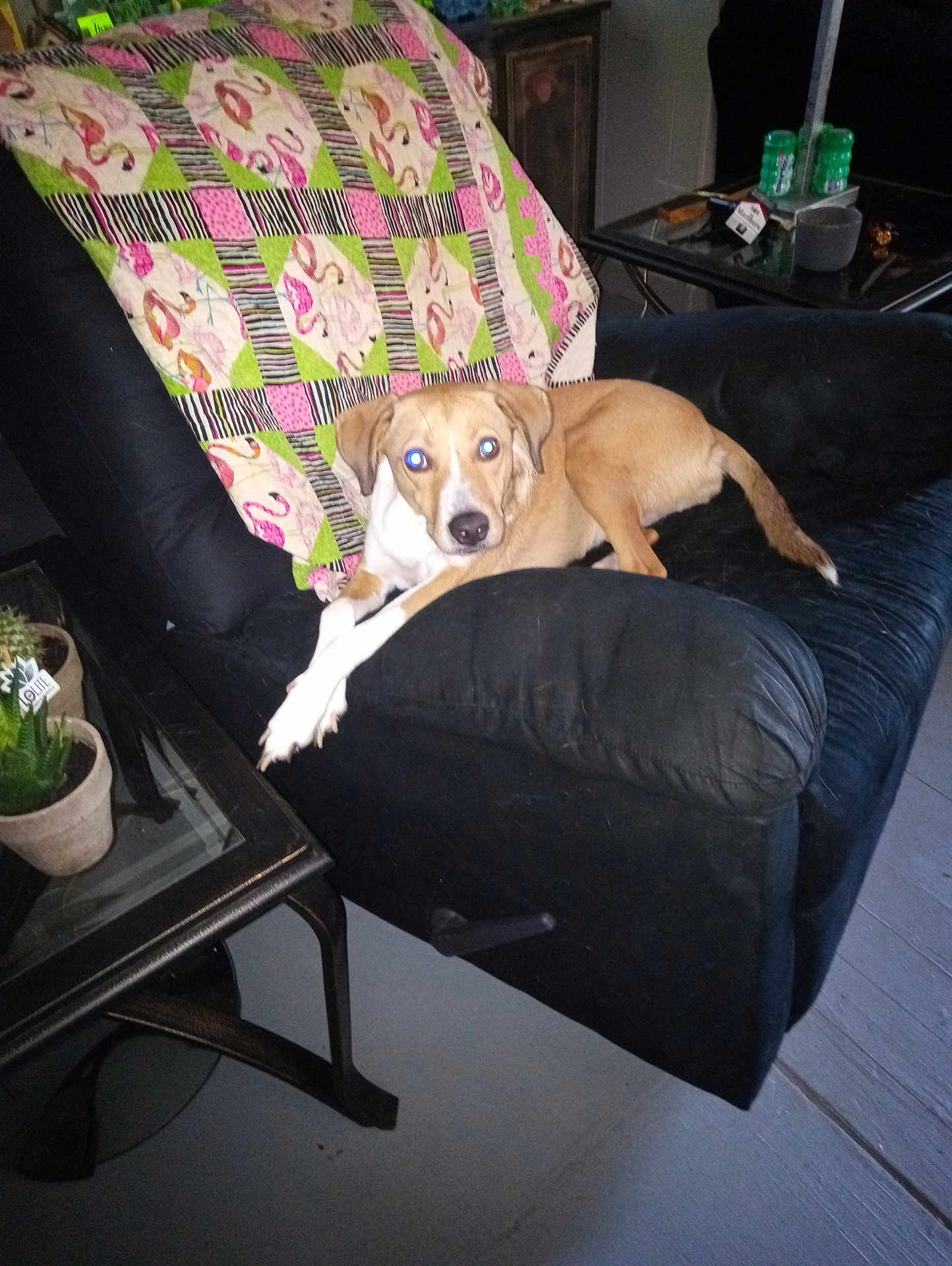 Schatzi joined the competition — help win amazing prizes! dog, recliner, quilt, indoor, furniture, table, plant, potted_plant, black, brown, white, floor, couch, living_room, pet, relaxing, home, decor, comfort, animal