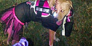 Schatzi is registered to the contest to win money with this photo: dog, emotional_support, vest, tutu, grass, night, person, leash, costume, animal, canine, pet, outdoor, flash, reflection, clothing, blur, standing, human, legs