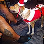 Schatzi joined the competition — help win amazing prizes! dog, christmas_costume, santa_hat, indoor, carpet, person, legs, socks, tattoo, furniture, chair, floor, pet, brown_dog, white_paws, holiday, festive, animal_clothing, pet_costume, home
