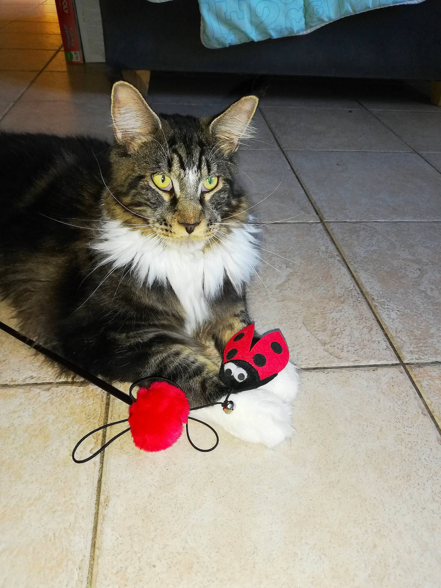 Phoenix participe au concours pour gagner de l'argent avec cette photo : box, carnivore, cat, comfort, domestic_short_haired_cat, felidae, floor, flooring, foot, fur, hardwood, human_leg, lap, paw, road_surface, sitting, small_to_medium_sized_cats, snout, tail, whiskers