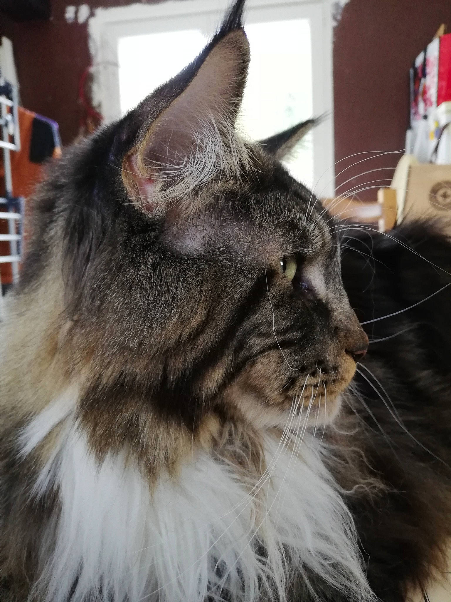 Phoenix a rejoint le concours — aidez-le/la à gagner de superbes lots ! british_longhair, carnivore, cat, felidae, fur, maine_coon, plant, small_to_medium_sized_cats, snout, terrestrial_animal, whiskers