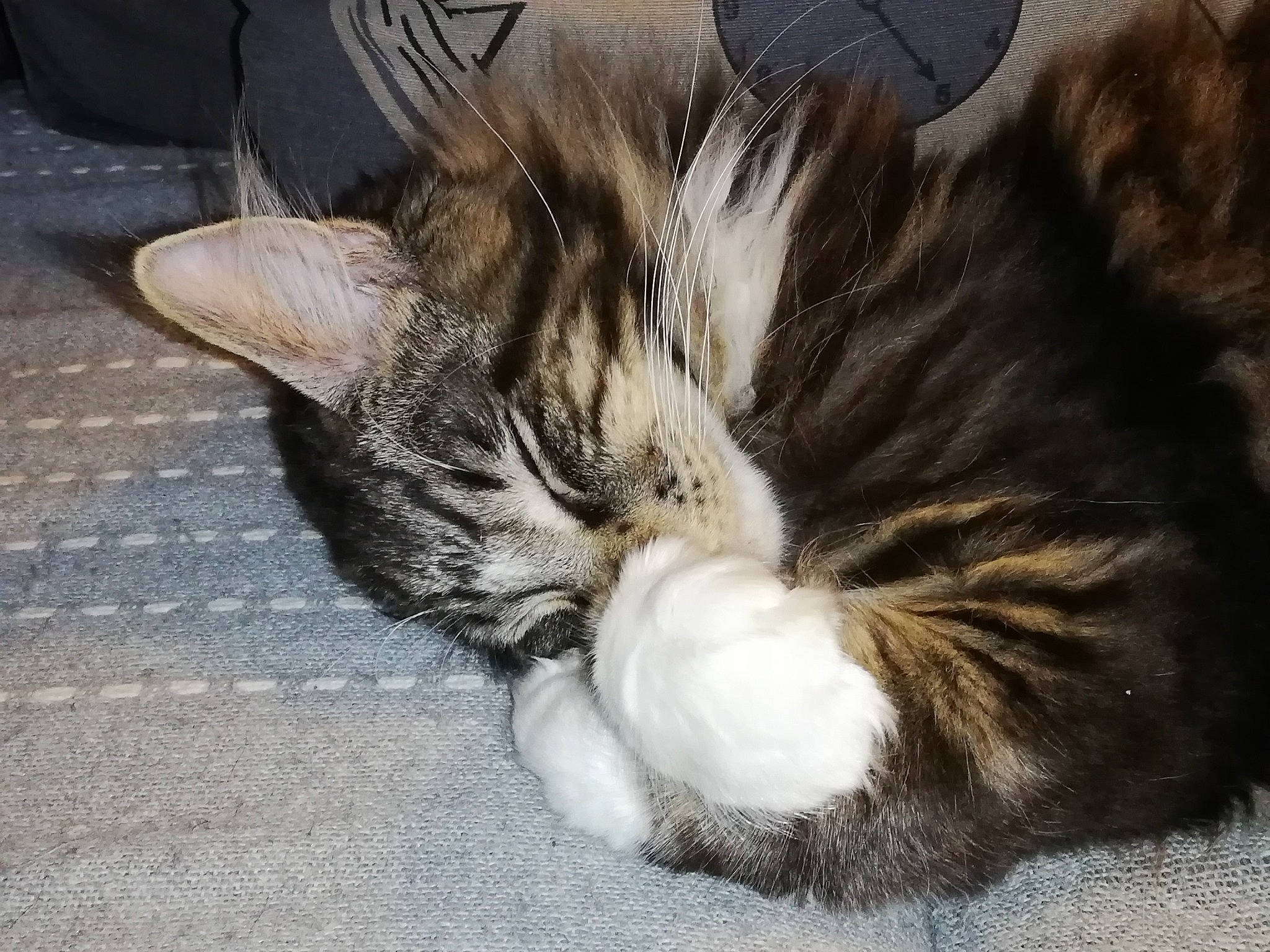 Phoenix a rejoint le concours — aidez-le/la à gagner de superbes lots ! carnivore, cat, claw, comfort, domestic_short_haired_cat, felidae, fur, grass, nap, paw, road_surface, sleep, small_to_medium_sized_cats, snout, tail, terrestrial_animal, whiskers