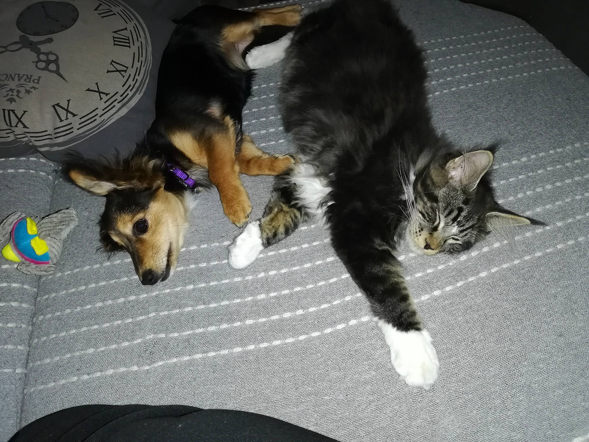 Phoenix a rejoint le concours — aidez-le/la à gagner de superbes lots ! canidae, carnivore, cat, comfort, companion_dog, dog, dog_breed, domestic_short_haired_cat, fawn, felidae, floor, flooring, foot, fur, human_leg, paw, small_to_medium_sized_cats, sporting_group, tail, whiskers