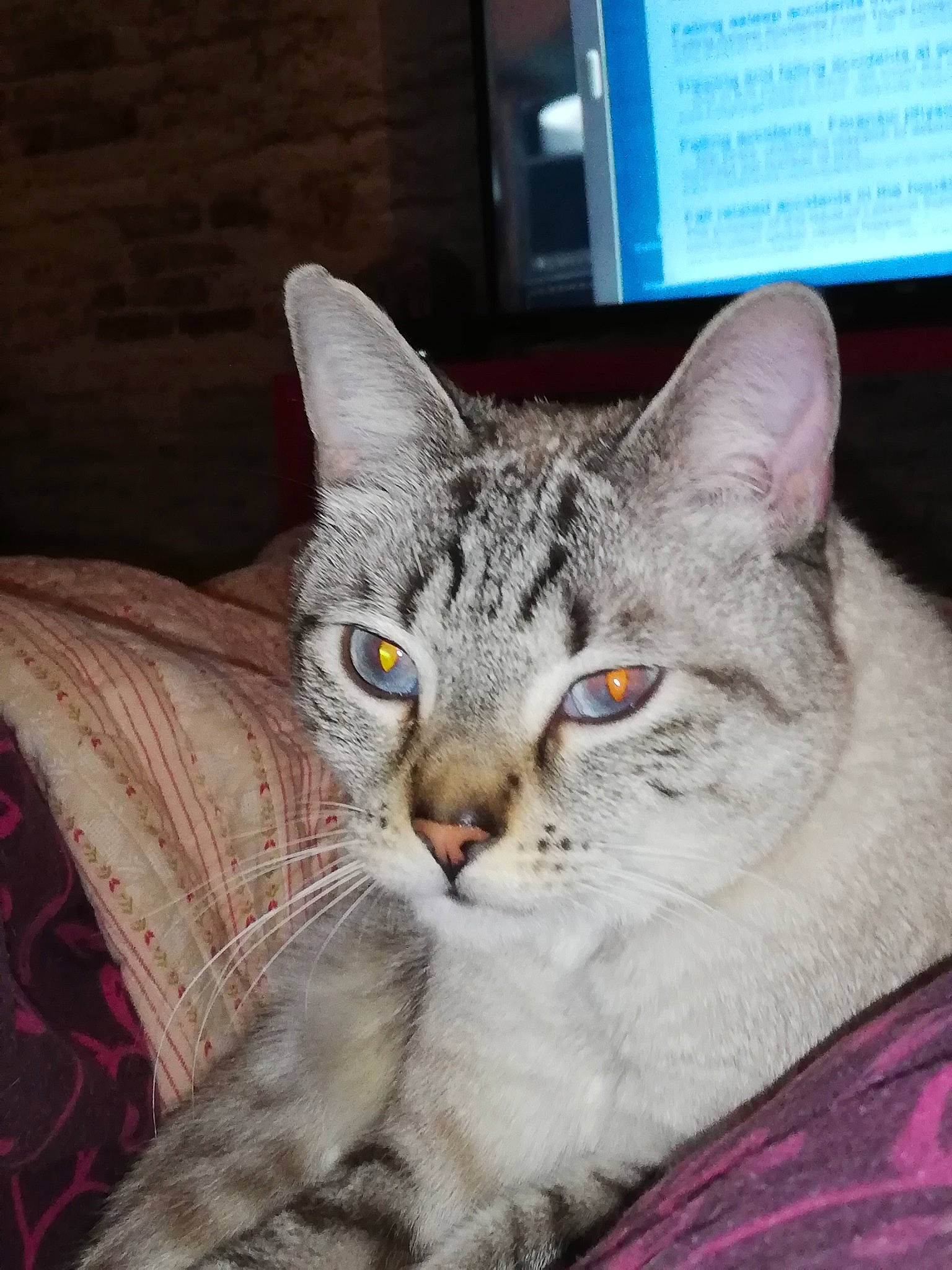 Speedy a rejoint le concours — aidez-le/la à gagner de superbes lots ! carnivore, cat, claw, comfort, domestic_short_haired_cat, eye, felidae, fur, paw, photo_caption, plant, small_to_medium_sized_cats, snout, tail, terrestrial_animal, tree, whiskers, window