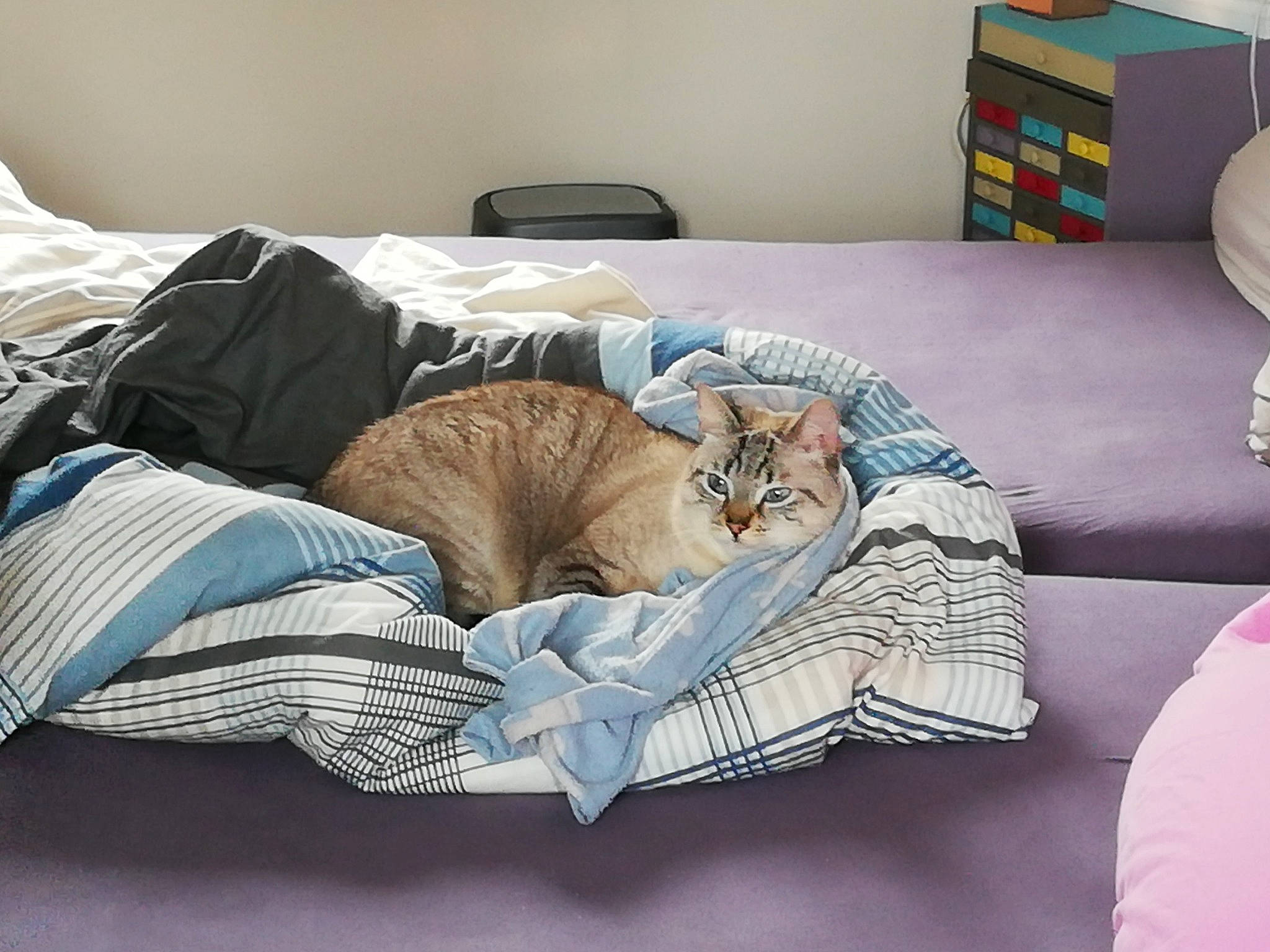 Speedy a rejoint le concours — aidez-le/la à gagner de superbes lots ! bed, bed_frame, bedding, bedroom, carnivore, cat, comfort, felidae, flooring, furniture, grey, hardwood, linens, mattress, product, small_to_medium_sized_cats, table, textile, whiskers, wood