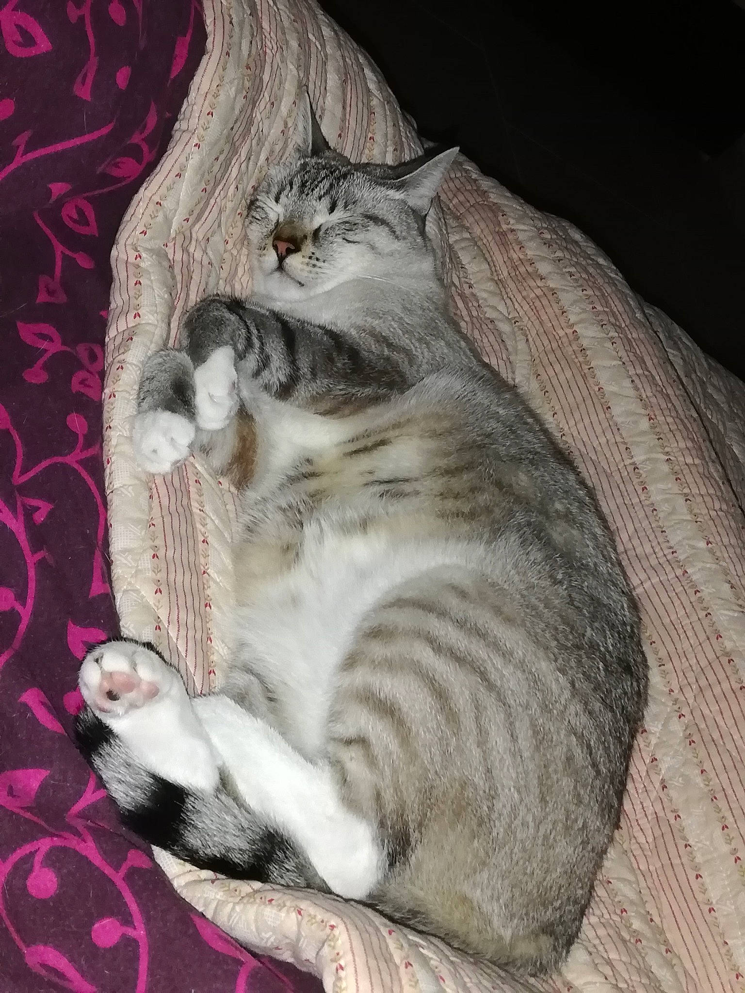 Speedy participe au concours pour gagner de l'argent avec cette photo : carnivore, cat, cat_supply, claw, comfort, domestic_short_haired_cat, door, fawn, felidae, fur, grey, nap, painting, paw, sleep, small_to_medium_sized_cats, tail, whiskers, window, wood