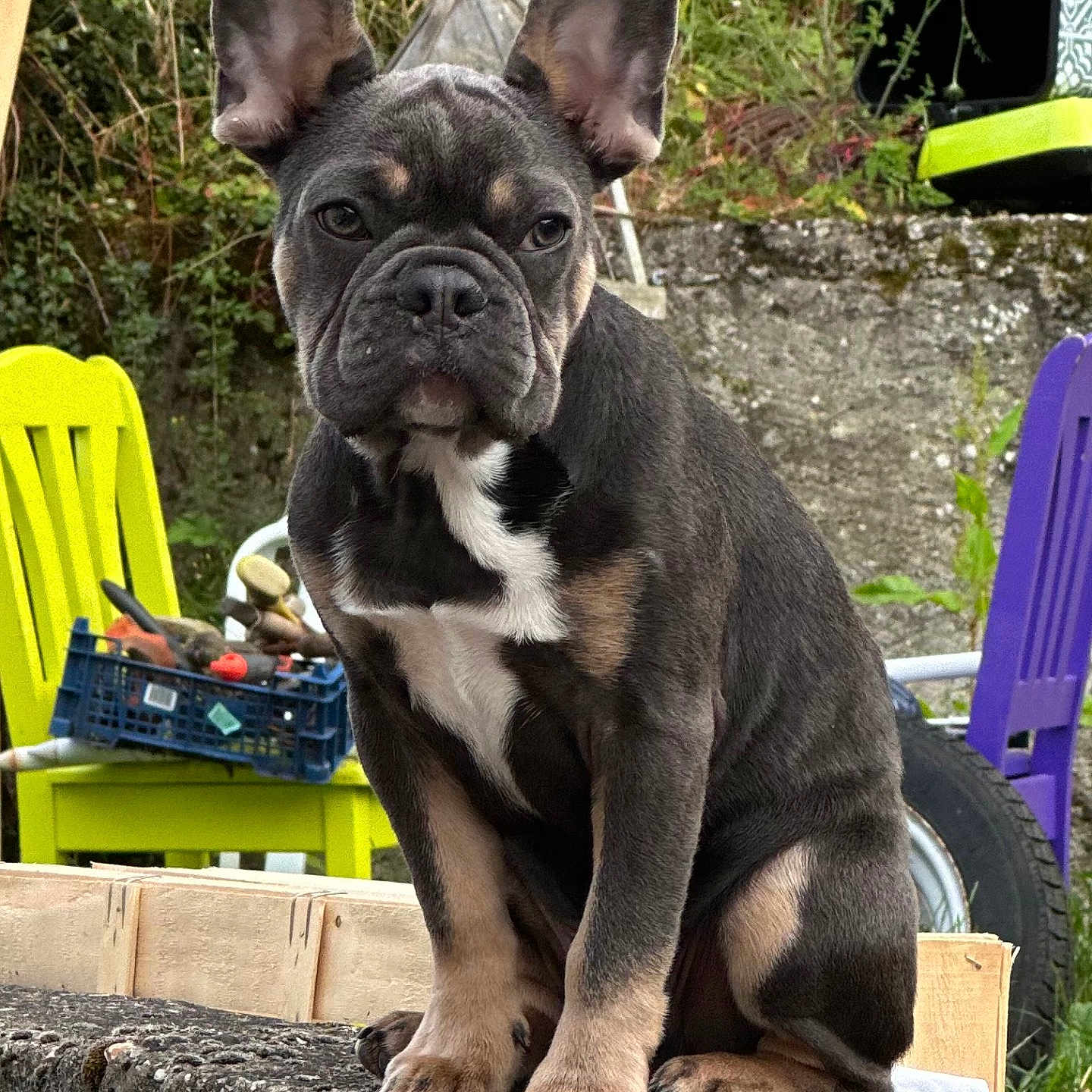 Viking