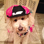 Josie joined the competition — help win amazing prizes!