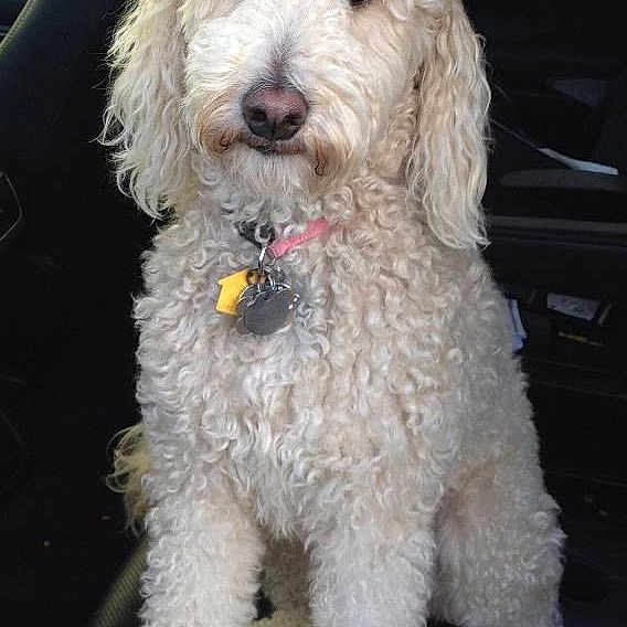 Josie is registered to the contest to win money with this photo: