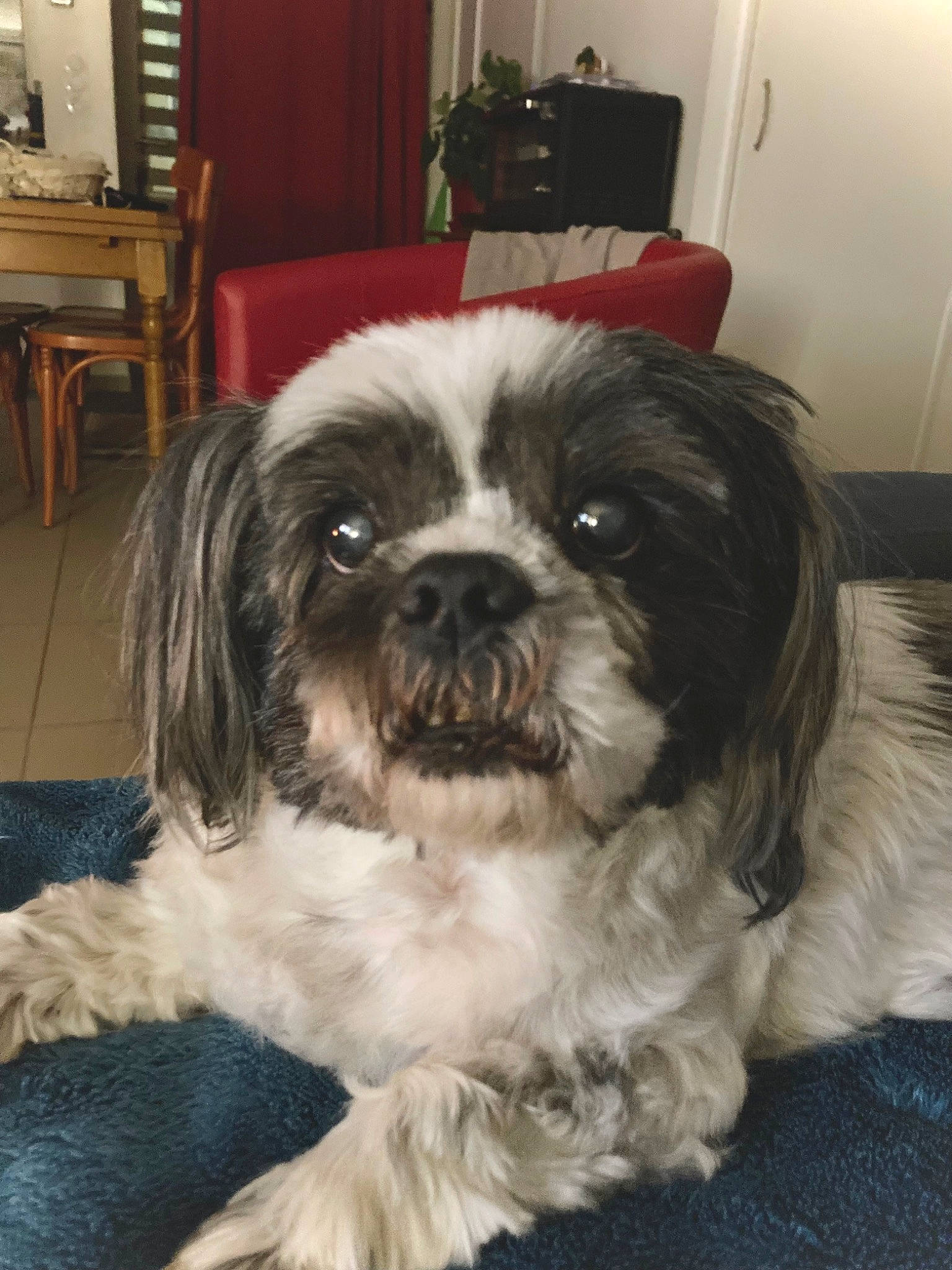 Eros a rejoint le concours — aidez-le/la à gagner de superbes lots ! cabinetry, canidae, carnivore, companion_dog, dog, dog_breed, fur, home_appliance, houseplant, kitchen_appliance, liver, maltepoo, picture_frame, plant, shih_tzu, snout, sporting_group, television, toy_dog, working_animal