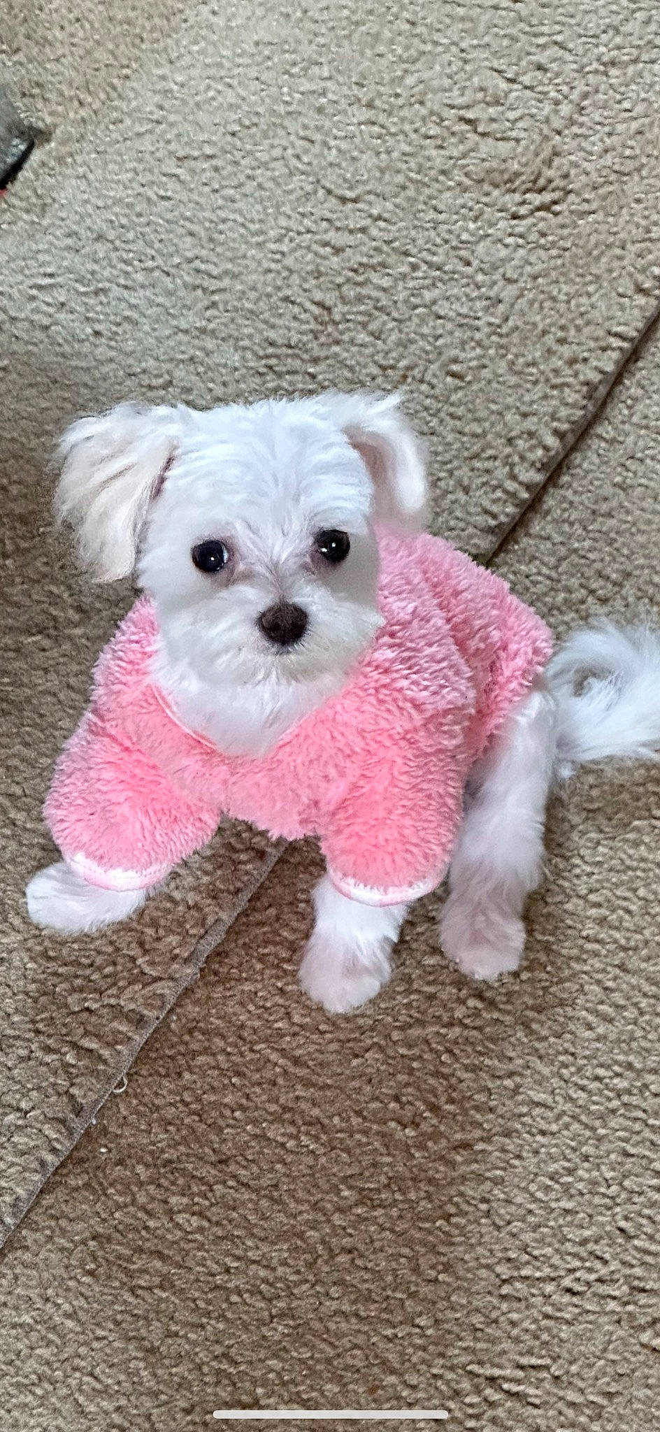 Chloe joined the competition — help win amazing prizes! canidae, carnivore, companion_dog, dog, dog_breed, dog_clothes, dog_supply, fashion_accessory, fawn, fur, magenta, maltepoo, pattern, pet_supply, pink, small_terrier, snout, sporting_group, toy_dog, working_animal