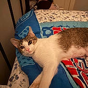 Babygirl is registered to the contest to win money with this photo: cat, tabby_cat, white_fur, animal, pet, portrait, bed, pillow, blanket, bedroom, indoor, relaxed, lying_down, stretching, paws, whiskers, green_eyes, floral_pattern, colorful_bedding, cozy