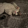 Babygirl is registered to the contest to win money with this photo: cat, pet, feline, white_cat, gray markings, upside_down, lying_down, playful, pink_nose, paw_pads, whiskers, green_eyes, bed, bedspread, bedroom, indoor, cozy, animal_portrait, relaxed, funny_pose