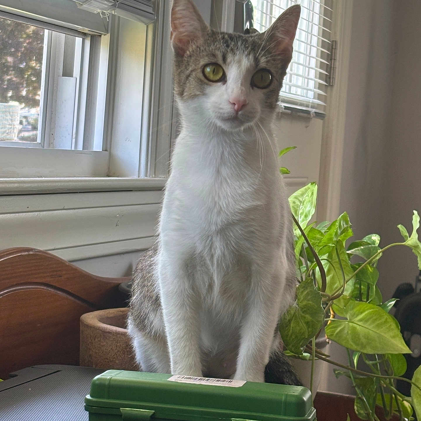 Babygirl joined the competition — help win amazing prizes! cat, pet, animal, feline, portrait, sitting, indoors, window, blinds, houseplant, greenery, toolbox, container, wooden_chair, table, white_fur, gray_fur, tabby, yellow_eyes, natural_light