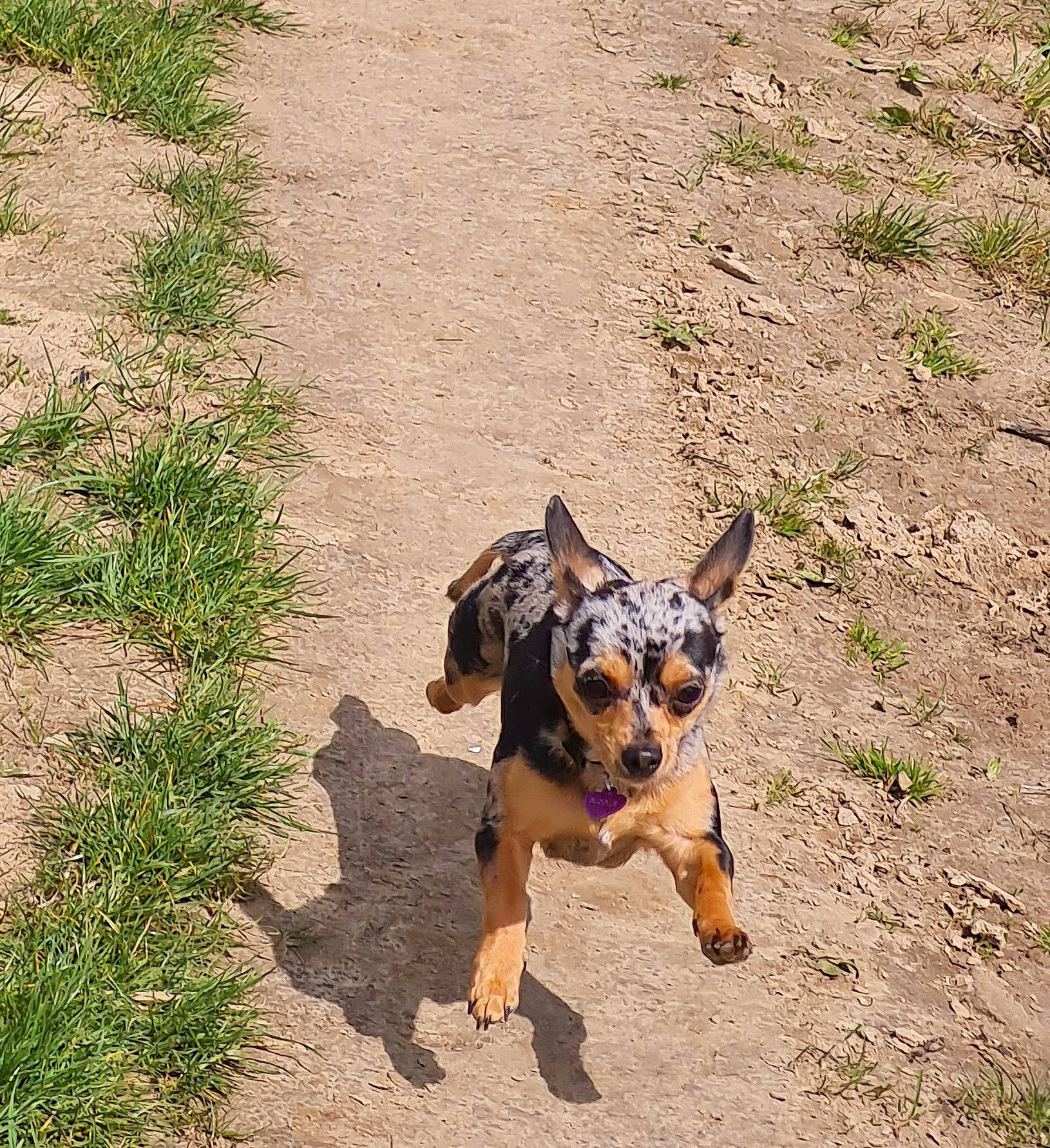 Mona a rejoint le concours — aidez-le/la à gagner de superbes lots ! canidae, carnivore, collar, companion_dog, dog, dog_breed, dog_clothes, dog_walking, fashion_accessory, fawn, grass, leash, paw, plant, road_surface, snout, soil, tail, terrier, working_animal