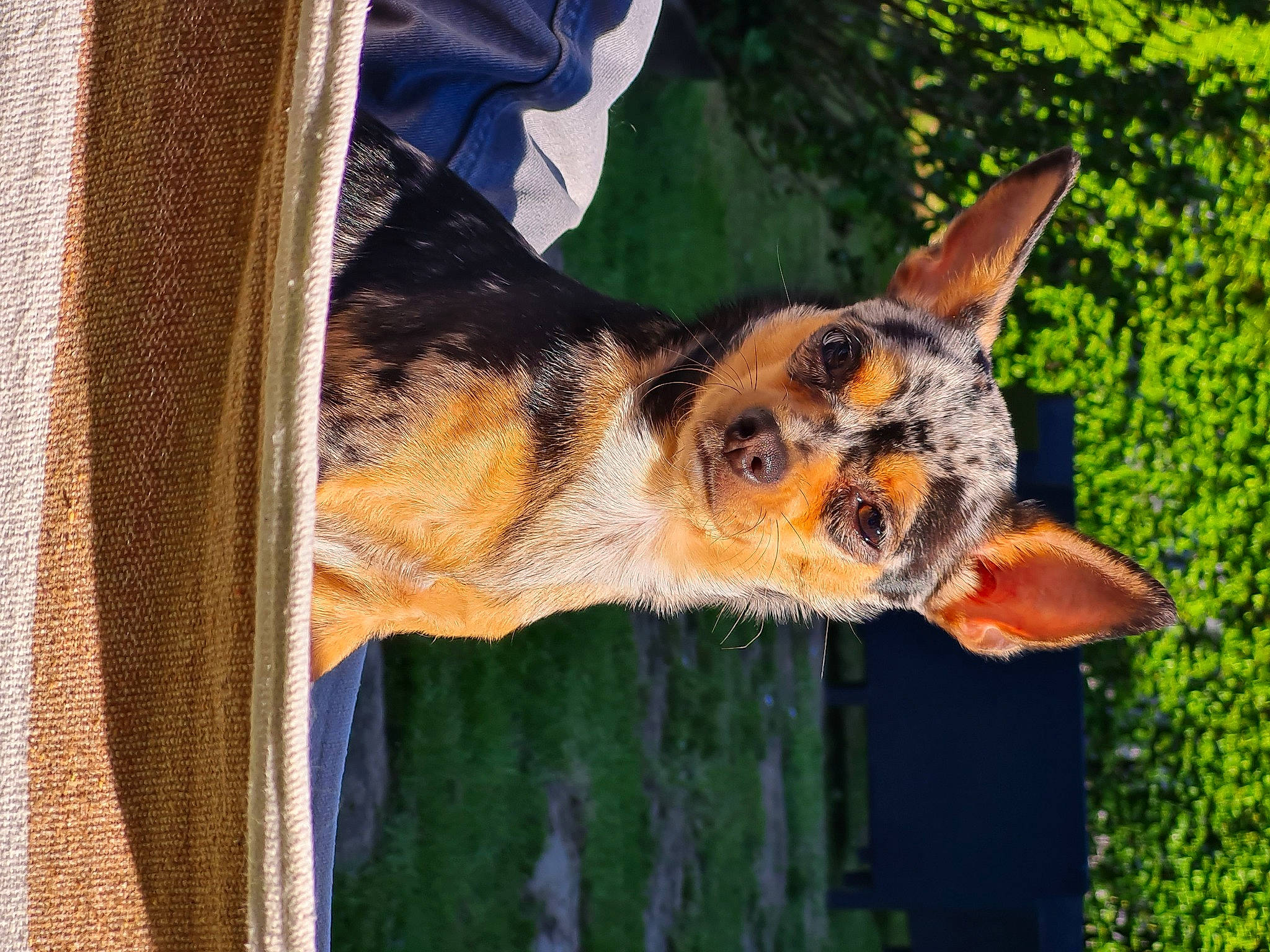 Mona a rejoint le concours — aidez-le/la à gagner de superbes lots ! canidae, carnivore, dog, dog_breed, eye, fawn, fur, grass, guard_dog, pattern, plant, sporting_group, tail, terrestrial_animal, tree, trunk, whiskers, window, wood, working_dog