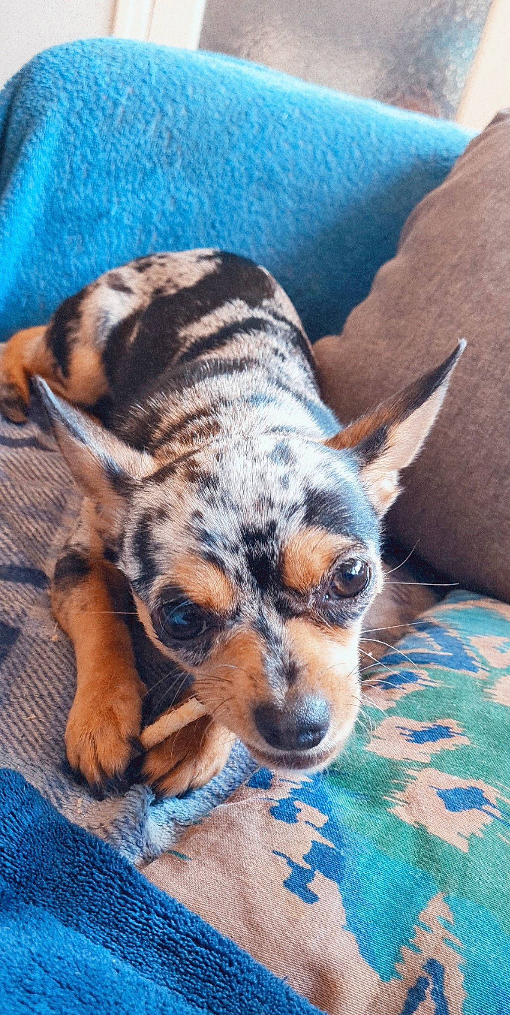 Mona a rejoint le concours — aidez-le/la à gagner de superbes lots ! bed, blue, canidae, carnivore, comfort, companion_dog, dog, dog_breed, ear, eye, fawn, felidae, fur, linens, paw, snout, sporting_group, terrestrial_animal, toy_dog, whiskers