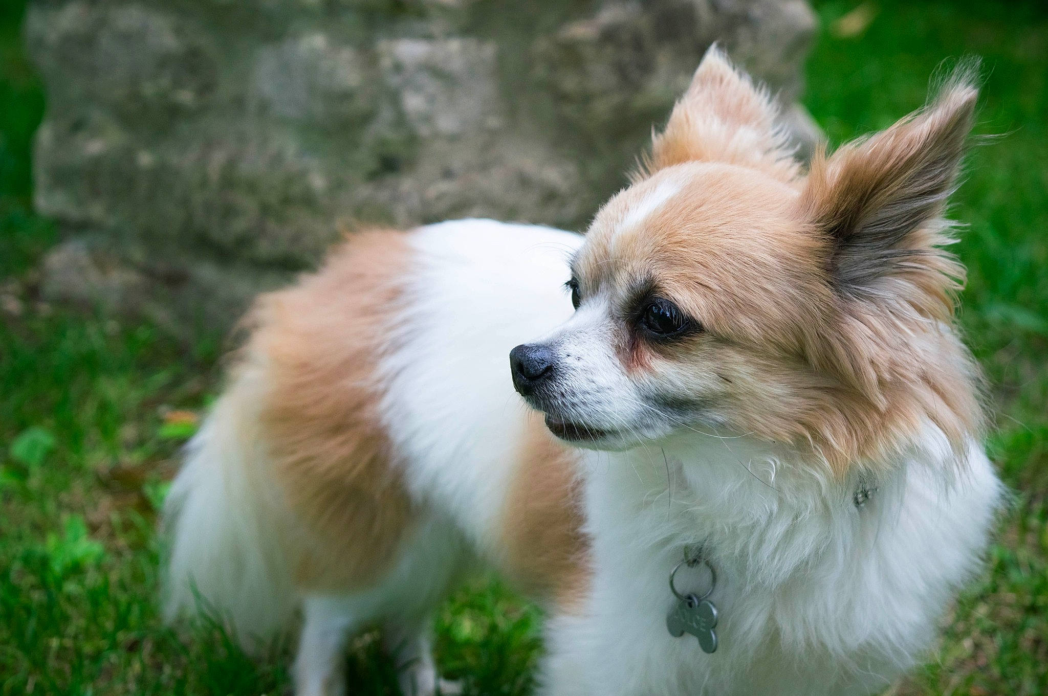 Dolce participe au concours pour gagner de l'argent avec cette photo : ancient_dog_breeds, canidae, carnivore, companion_dog, dog, dog_breed, elo, german_spitz, german_spitz_klein, german_spitz_mittel, grass, icelandic_sheepdog, mammal, papillon, plant, pomeranian, spitz, sporting_group, vertebrate, volpino_italiano