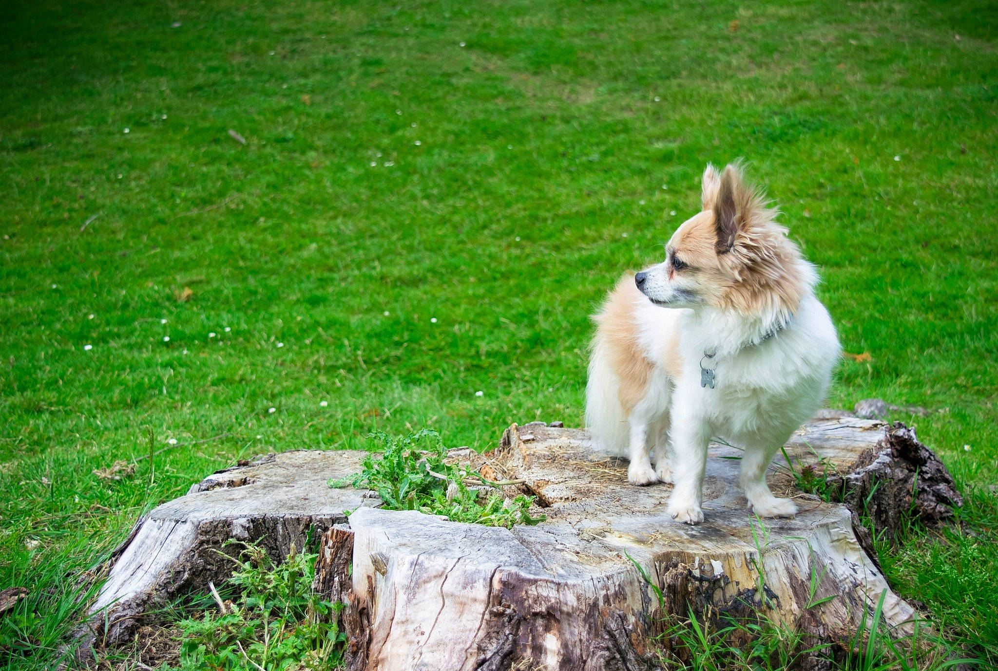 Dolce participe au concours pour gagner de l'argent avec cette photo : canidae, carnivore, companion_dog, dog, dog_breed, elo, fawn, grass, icelandic_sheepdog, lawn, mammal, pomeranian, shetland_sheepdog, sporting_group, tail, vertebrate, wolfdog