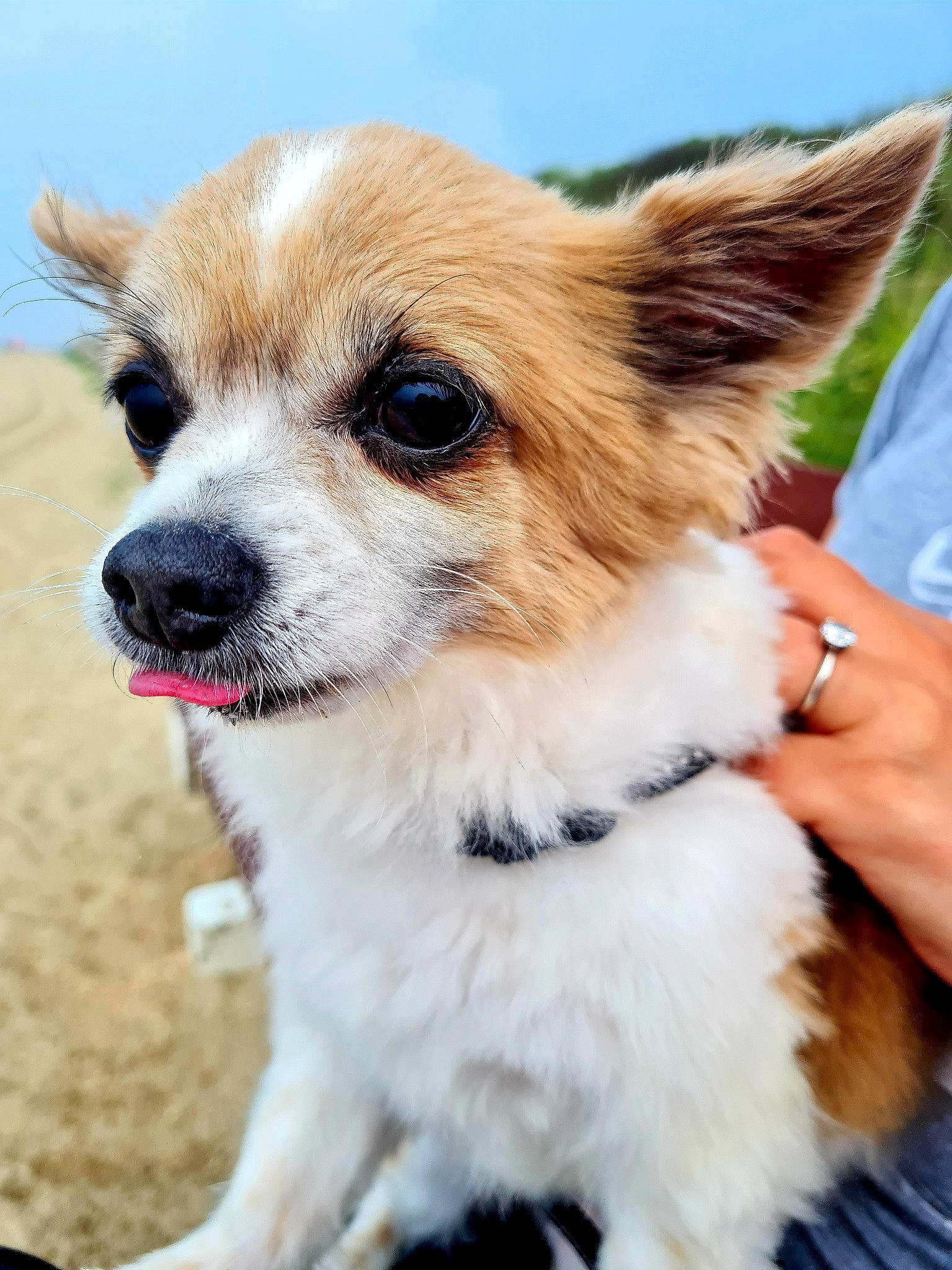 Dolce a rejoint le concours — aidez-le/la à gagner de superbes lots ! canidae, carnivore, collar, companion_dog, corgi_chihuahua, dog, dog_breed, dog_collar, dog_supply, eyewear, fawn, fur, leash, plant, sky, snout, sporting_group, t_shirt, toy_dog, whiskers