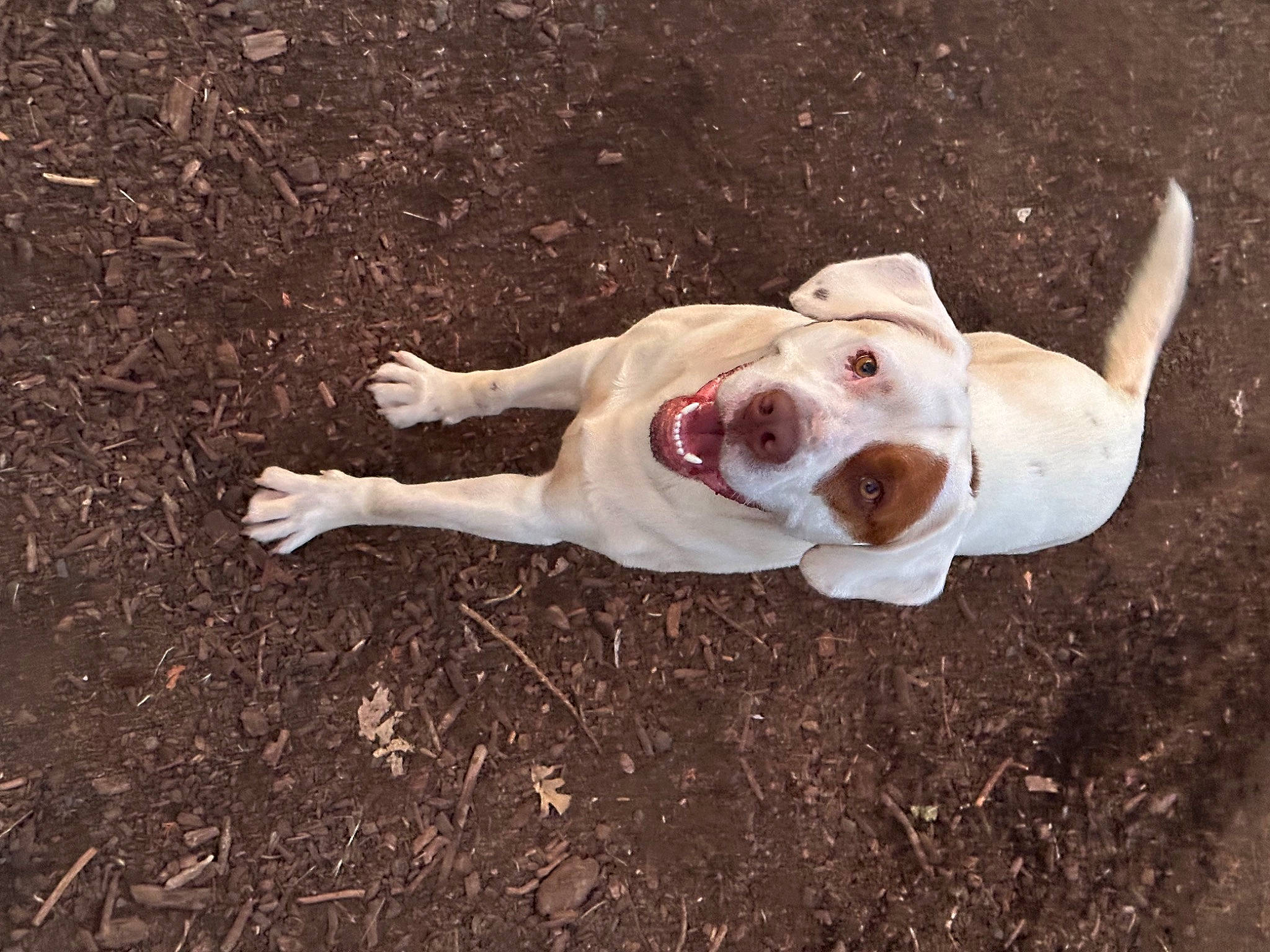 Henry joined the competition — help win amazing prizes! ball, canidae, carnivore, companion_dog, dog, dog_breed, dog_collar, dog_supply, dogo_guatemalteco, fawn, grass, molosser, paw, soil, sporting_group, tail, terrestrial_animal, toy_dog, whiskers, working_animal