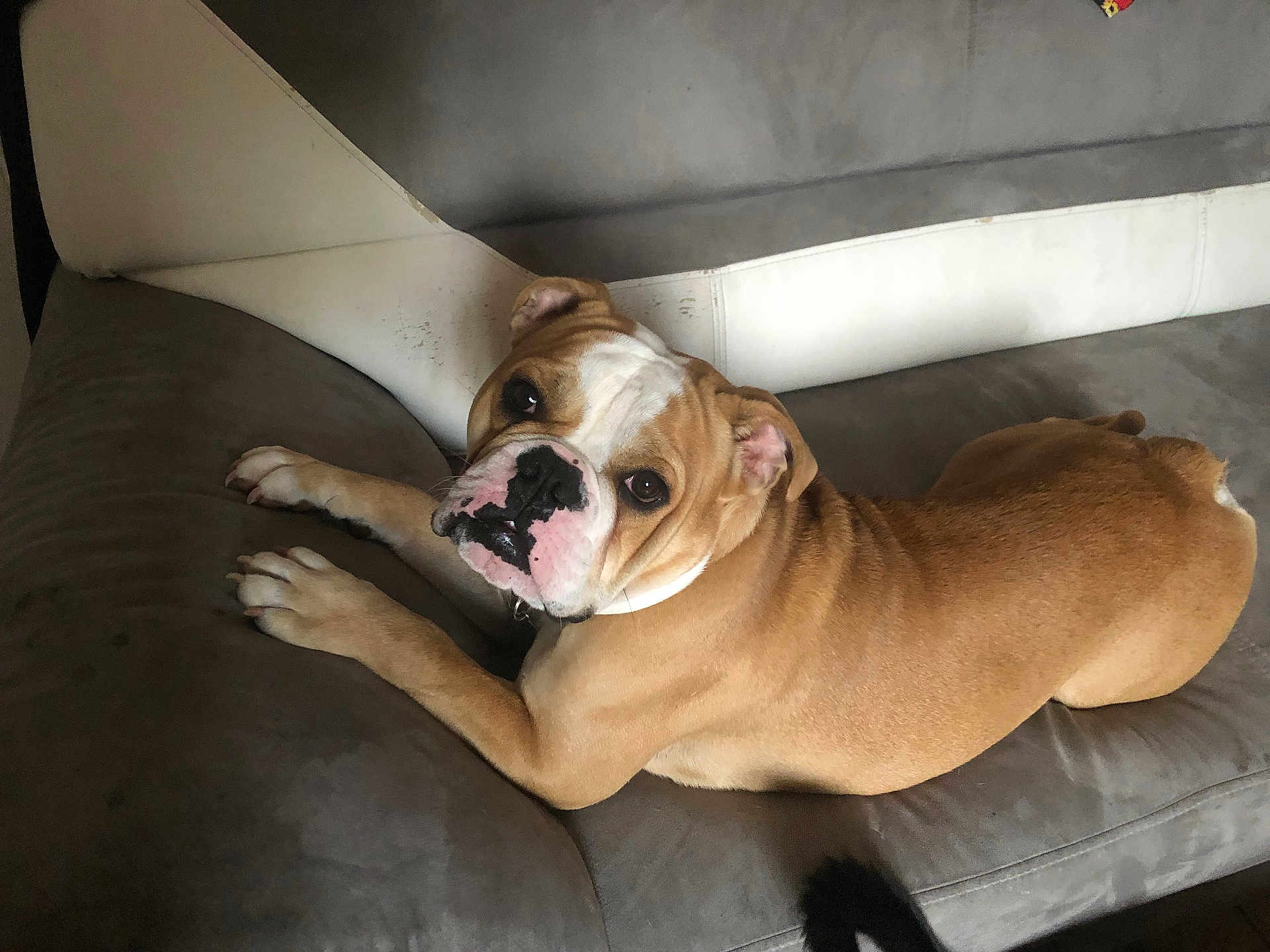 Tchico a rejoint le concours — aidez-le/la à gagner de superbes lots ! dog, bulldog, pet, sofa, couch, brown_fur, white_markings, paw, muzzle, looking_at_camera, indoor, furniture, upholstery, portrait, lying_down, eyes, ears, nose, cute, domestic_animal