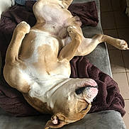 Tchico a rejoint le concours — aidez-le/la à gagner de superbes lots ! dog, sleeping, upside_down, belly, couch, blanket, relaxed, indoor, pet, companion, tongue, paws, fur, white, tan, portrait, close_up, sofa, tile_floor, nap