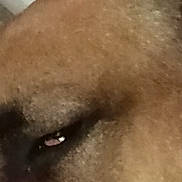 Babache participe au concours pour gagner de l'argent avec cette photo : carnivoran, close_up, dog, dog_breed, dog_breed_group, dog_like_mammal, ear, eye, forehead, fur, jaw, mammal, mouth, nose, skin, snout, whiskers