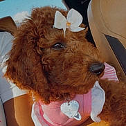 Marlee-Boomer is registered to the contest to win money with this photo: accessory, animal, bow, car_interior, car_seat, close_up, cute, dog, fur, heart_tag, human_arm, nose, pet, pink_dress, poodle, portrait, puppy, seat, whiskers, window