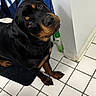 rottweiler, dog, puppy, pet, animal, black_and_tan, tile_floor, indoor, curious, head_tilt, looking_up, wall, shower_curtain, bathroom, floor_tile, paw, fur, cute, companion, domestic_animal