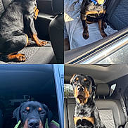 Blue joined the competition — help win amazing prizes! rottweiler, puppy, dog, car, window, seat, collage, black, brown, pet, animal, inside, sunlight, cute, looking, sitting, happy, tongue_out, portrait, young