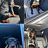 rottweiler, puppy, dog, car, window, seat, collage, black, brown, pet, animal, inside, sunlight, cute, looking, sitting, happy, tongue_out, portrait, young