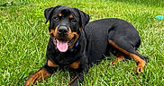 Blue is registered to the contest to win money with this photo: dog, rottweiler, grass, outdoor, backyard, fence, house, pet, canine, playful, happy, tongue_out, lying_down, summer, greenery, nature, animal, mammal, domestic_animal, daytime