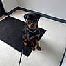 Blue joined the competition — help win amazing prizes! dog, rottweiler, puppy, black_mat, leash, collar, indoor, floor, wall, corner, pet, animal, sitting, looking, black, brown, ears, nose, clean, minimalistic