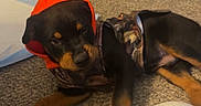 Blue joined the competition — help win amazing prizes! animal, camo_outfit, canine, carpet, cozy, curious, cute, dog, domestic, floor, indoor, lying_down, orange_hood, pet, puppy, resting, rottweiler, shoes, wearing_clothes, young