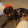 Blue joined the competition — help win amazing prizes! puppy, rottweiler, dog, camo_outfit, orange_hood, carpet, indoor, shoes, floor, pet, animal, cute, lying_down, young, cozy, domestic, canine, resting, curious, wearing_clothes