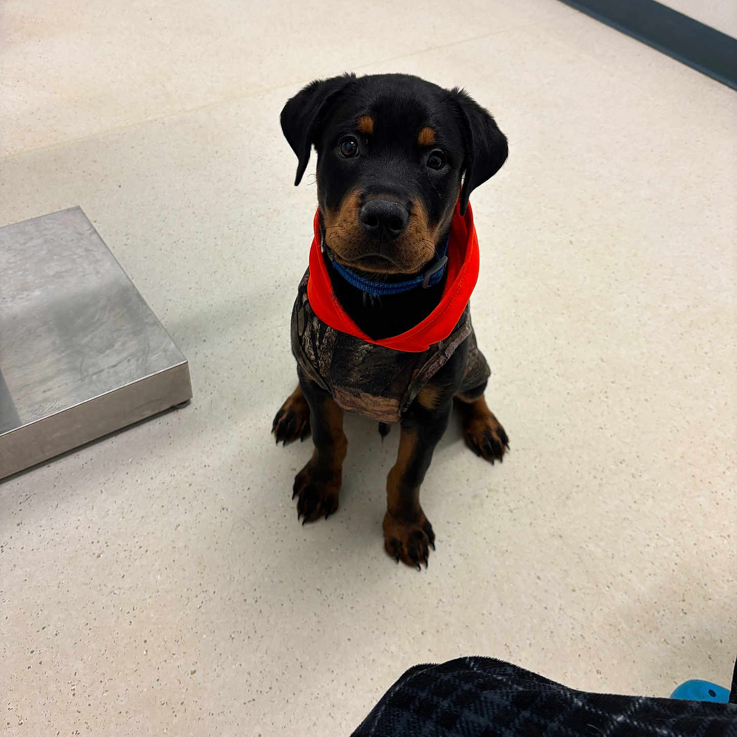 Blue joined the competition — help win amazing prizes! puppy, rottweiler, dog, indoor, floor, jacket, red_hood, pet, animal, sitting, looking_up, cute, young, waiting, obedient, black_and_tan, canine, small, companion, domestic