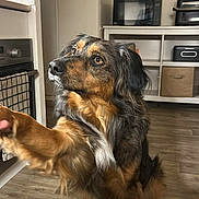 Vrap participe au concours pour gagner de l'argent avec cette photo : dog, indoor, wooden_floor, kitchen, pet, animal, paw, brown, black, white, furry, domestic, floor, cabinet, microwave, decor, curious, sitting, friendly, canine