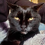 Poussin participe au concours pour gagner de l'argent avec cette photo : abyssinian, animal, blackcat, blanket, cat, couch, furniture, homedecor, manx, pet