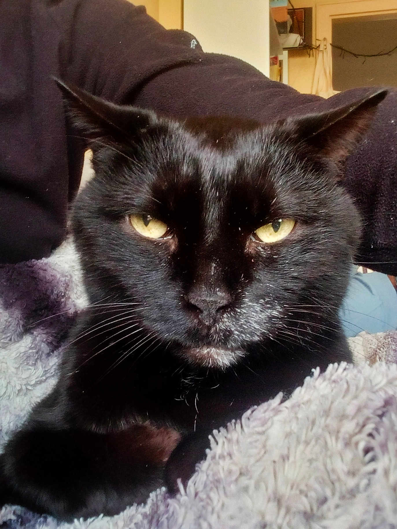 Poussin participe au concours pour gagner de l'argent avec cette photo : abyssinian, animal, blackcat, blanket, cat, couch, furniture, homedecor, manx, pet