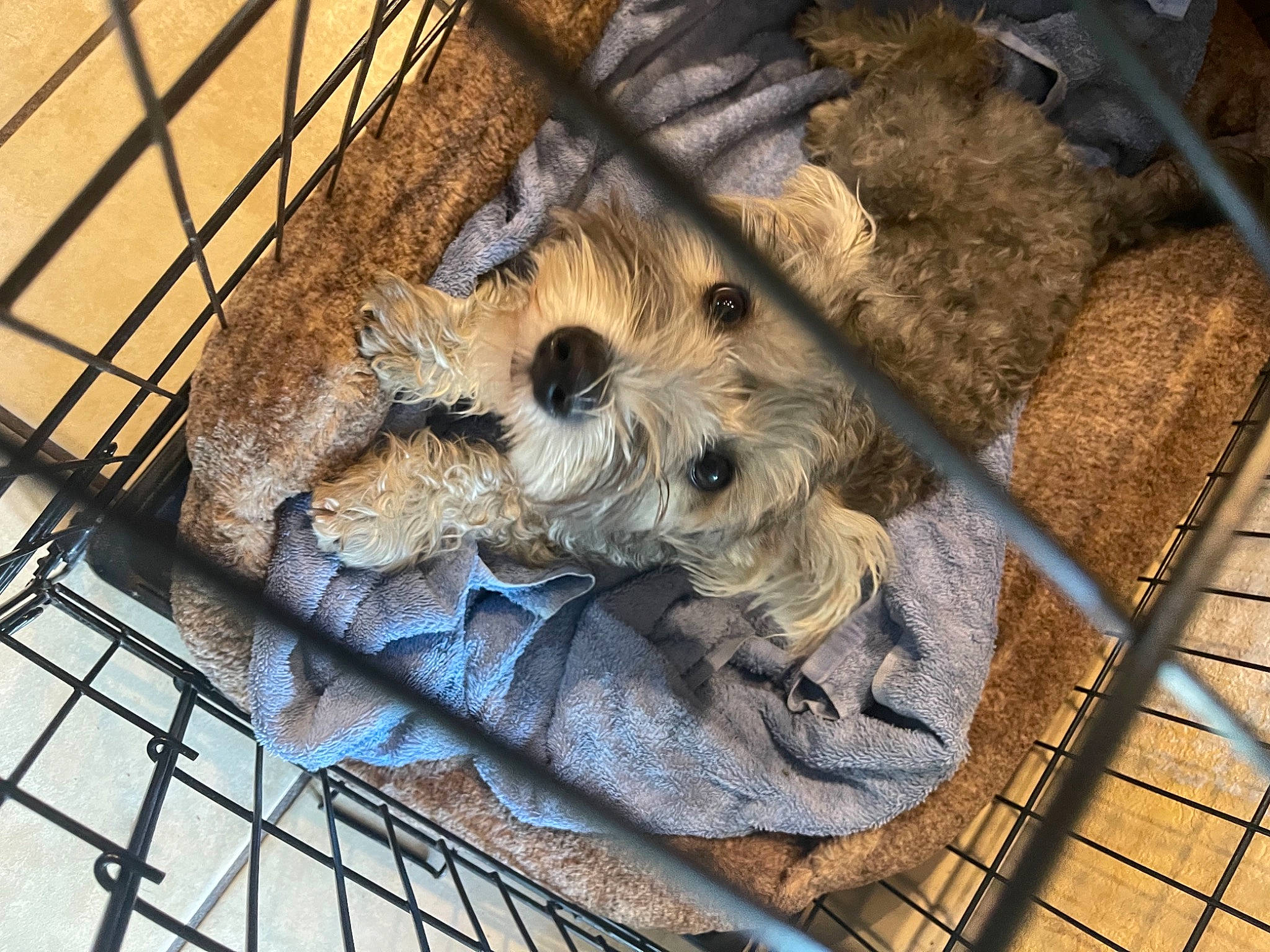 Coco is registered to the contest to win money with this photo: animal_shelter, art, cage, chain_link_fencing, composite_material, cooking, fawn, flooring, fur, gas, mesh, metal, pattern, perching_bird, pet_supply, service, snout, steel, twig, wood