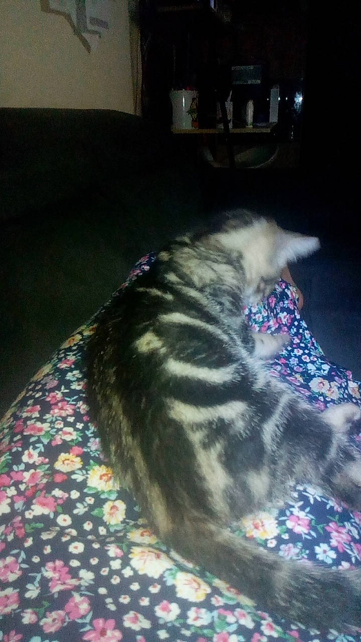 Ulysse participe au concours pour gagner de l'argent avec cette photo : blanket, carnivore, cat, comfort, darkness, domestic_short_haired_cat, felidae, flooring, fur, grass, linens, pattern, paw, room, small_to_medium_sized_cats, snout, tail, terrestrial_animal, tree, whiskers