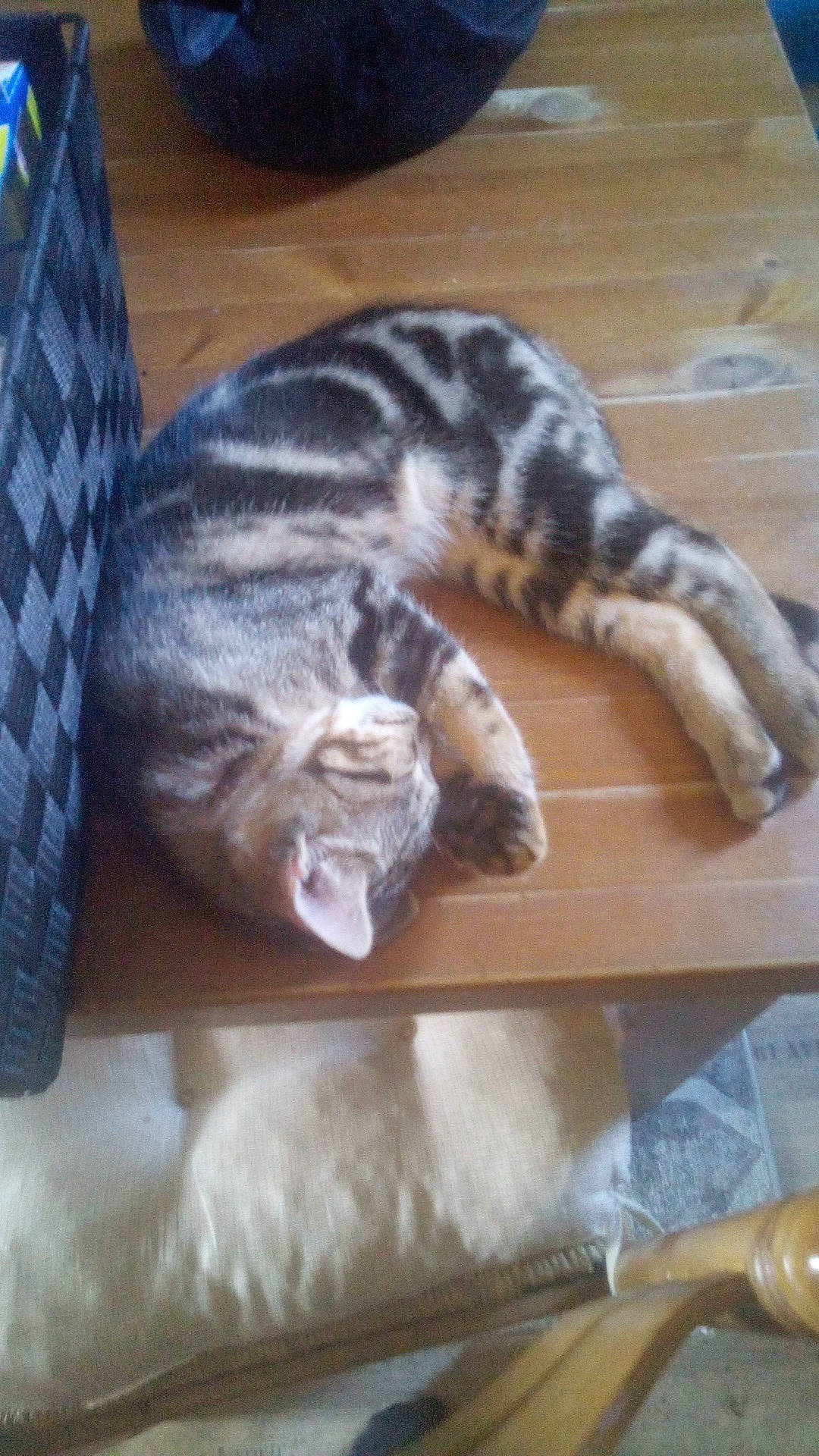 Ulysse participe au concours pour gagner de l'argent avec cette photo : carnivore, cat, comfort, domestic_short_haired_cat, felidae, flooring, fur, hardwood, kitchen_utensil, nap, pattern, paw, small_to_medium_sized_cats, snout, tail, terrestrial_animal, whiskers, wood, wood_flooring