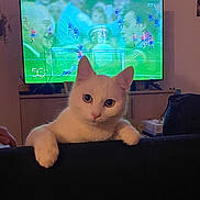 Perrier a rejoint le concours — aidez-le/la à gagner de superbes lots ! cat, white_cat, pet, indoor, living_room, television, tv_screen, couch, furniture, animal, cute, curious, looking, home, domestic_animal, feline, ears, eyes, paws, background